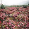 大量供應茶梅球 茶花 品種齊全 規格齊全 綠化工程 盆栽