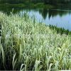 水生植物基地直銷 花葉蘆竹 凈化水質 品種齊全 矮蒲葦 量大從優