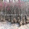 批發碧桃 紅葉紫葉碧桃樹 花桃 規格品種齊全基地直銷