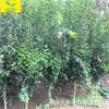 熱銷木槿花樹 濕地綠化專用當年開花規格齊全 3公分12公分木槿樹