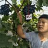 出售葡萄苗 甜蜜藍寶石葡萄苗 戶太8號葡萄苗 免費提供種植技術