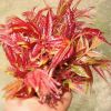 專業種植 香椿芽 美味特色 價格優惠 農家特產 新鮮