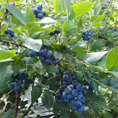 適合南方種植藍(lán)莓 盆栽藍(lán)莓 移栽成活率高 美登藍(lán)莓樹(shù) 泰安直供