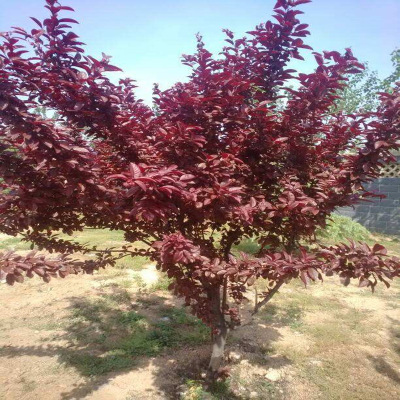 基地出售綠化 紅葉李 規(guī)格全 現(xiàn)定現(xiàn)挖 成活率高 價(jià)格優(yōu)惠