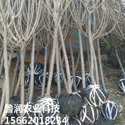 基地直銷(xiāo) 櫻花樹(shù) 觀賞綠化好 規(guī)格齊全 櫻花樹(shù) 歡迎選購(gòu)