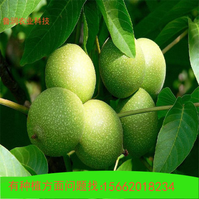 山東核桃苗基地出售 美國(guó)強(qiáng)特核桃苗 清香核桃苗 結(jié)果早 果實(shí)飽滿
