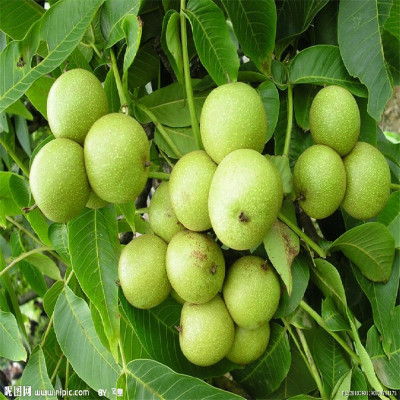 面向全國(guó)出售核桃苗 嫁接核桃苗 紙皮核桃苗 香玲核桃苗 品種多