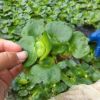 水葫蘆 鳳眼蓮 苗圃直銷 浮葉水生植物 濕地綠化