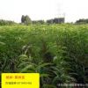 批發(fā)桃樹苗 優(yōu)質(zhì)果樹苗基地直銷價(jià)蟠桃油桃黃桃水蜜桃盆栽嫁接苗