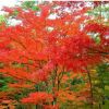 紅楓樹苗中國紅楓美國紅楓日本紅楓庭院園林綠化彩色景觀樹紅楓苗