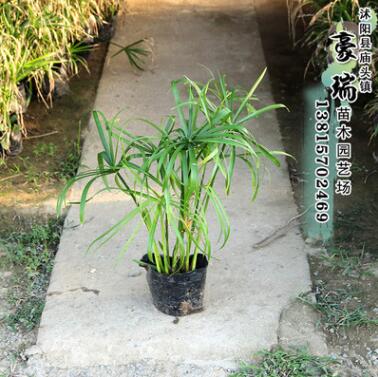 瑞豪苗木 批發(fā)水生植物 旱傘草 風(fēng)車草水竹草小苗 質(zhì)優(yōu)價廉