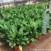 瑞豪大量批發(fā)萬年青 優(yōu)質(zhì)萬年青 供應(yīng)萬年青 觀葉四季常青
