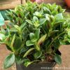 批發(fā)金魚吊蘭 室內(nèi)桌面綠植盆栽花卉 量大從優(yōu)