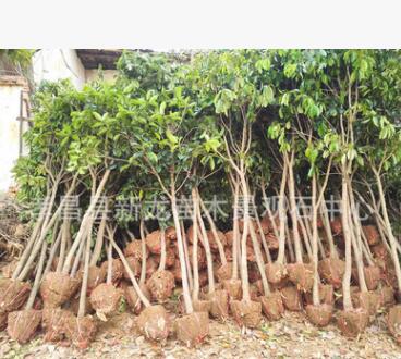 專業供應基地綠化樹 各種規格桂花樹 行道工程綠化樹苗