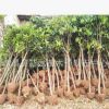專業(yè)供應基地綠化樹 各種規(guī)格桂花樹 行道工程綠化樹苗