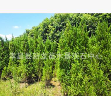 批發柏樹苗 筆柏基地 側柏苗批發 墳地用樹 四季常青