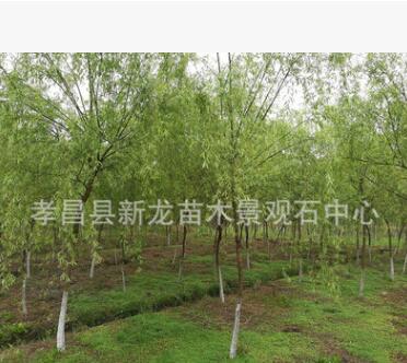 直銷優質金絲垂柳 黃金柳 黃柳 柳樹 青皮柳 西湖柳 樹形優美