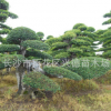 榆樹古樁 15-20-30-50-60cm造型榆樹 精品榆樹盆景 樹形優(yōu)美