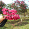 紫薇樹苗 8-10-12公分原生紅花紫薇 叢生百日紅紫薇 綠化苗木