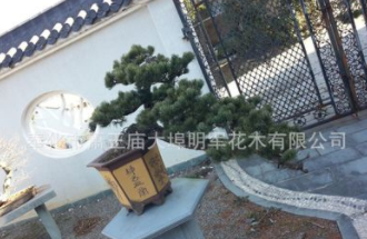 供應(yīng)【 造型五針?biāo)伞?地徑10-18公分,花壇別墅綠化,工程綠化