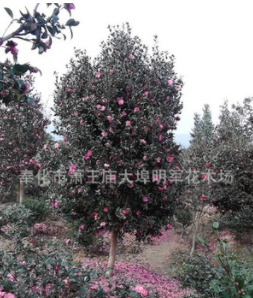 供應(yīng)【 高桿茶梅 】 圓柱型寶塔型,規(guī)格大小,分支高低都有.