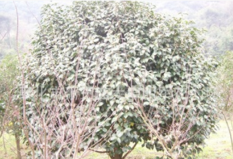 供應(yīng)【 茶花 茶梅 桂花 造型羅漢松】 蓬徑120-300