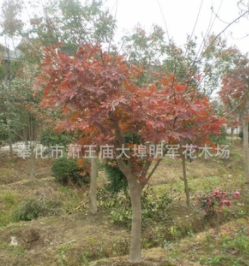 供應(yīng)【 紅楓 羽毛楓 雞爪楓 】 各種大小規(guī)格.