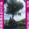提供優質油橄欖苗木