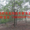 安徽肥烏桕直銷安徽肥西烏桕基地安徽肥西烏桕供應(yīng)