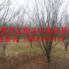供應(yīng)安徽肥西14公分紅葉李、15公分紅葉李、16公分紅葉李
