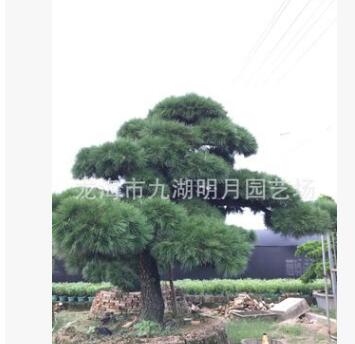 【精品別墅】黑松盆景 造型黑松 日本黑松 大阪松 產地福建