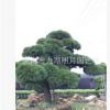 【精品別墅】黑松盆景 造型黑松 日本黑松 大阪松 產地福建