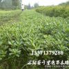 基地供應(yīng) 海桐小苗 種植基地直銷 量大從優(yōu) 規(guī)格齊全 四季常青