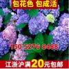 基地批發八仙繡球花仙繡球小苗可變色繡球花床苗規格齊全