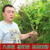 基地直銷盆栽庭院繡球花苗四年苗可變色八仙繡球花苗