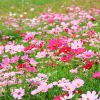批發格桑花種子 波斯菊 多年生種子野花組合四季播種波斯菊花籽