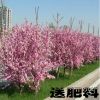 榆葉梅樹苗基地常年直銷 新品種榆葉梅 各種規格 行道庭院綠化