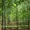出售10公分楊樹苗工程綠化白楊樹苗 速生楊樹苗 2-20公分規格齊全