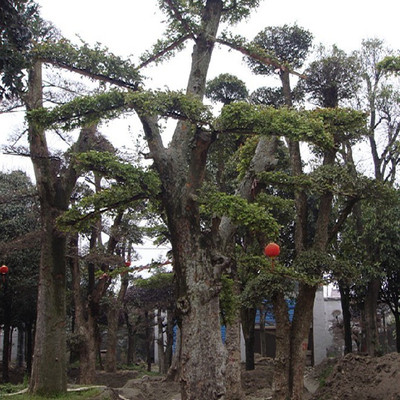 大量批發喬木造型 櫸樹樹苗 原生櫸樹 品種規格齊全 量大優惠