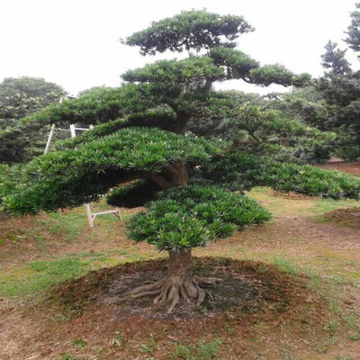 特價批發羅漢松造型 盆景羅漢松 綠化苗木 羅漢松基地