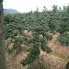 批發(fā)造型植物羅漢松 各種規(guī)格 造型樹樁 羅漢松基地