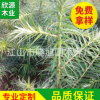 自家種植的 杉木苗 杉樹苗 稥杉苗 苗木，2年苗