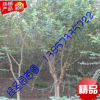 海寧苗圃 5公分紫薇 防護樹 風景樹 棕櫚形 庭蔭觀花 露地