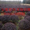 供應(yīng)50紅花繼木球、1米紅花繼木球、2米紅花繼木球