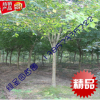 5公分無患子樹苗 工程綠化苗圃種植