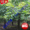 海寧 綠化苗木 10公分重陽木 樹苗