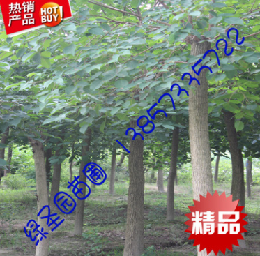 海寧 綠化苗 重陽木 樹苗