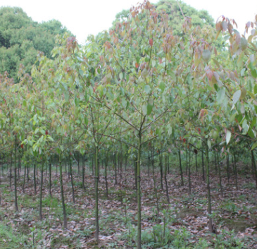 香樟苗 香樟樹 2公分樟樹 綠化苗圃 香樟基地 樟樹樹苗