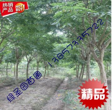 海寧 一年生 0.8公分以上無患子 樹苗 工程綠化 苗圃種植
