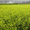 供應(yīng)特種茶：黃金芽